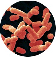 Lactobacillus Speichel