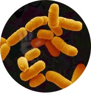 Lactobacillus Rhamnosus.