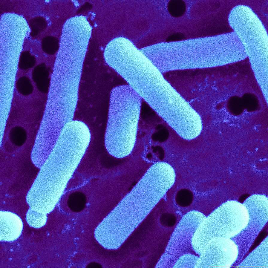 Food Grade Monostrain Einzelne Probiotika Pulver Lactobacillus casei
