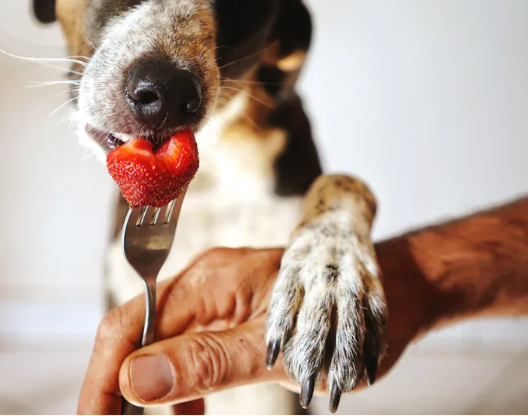 Können Hunde Pektin haben?