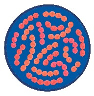 Streptococcus thermophilus.